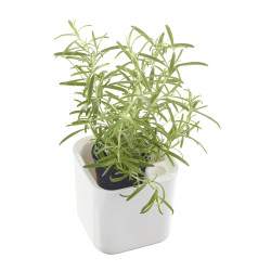 Eden herb pot 12x12 cm